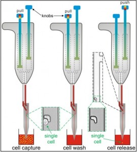 Dispensing single cells into commercial 96-well plates by hand-held single-cell pipet (hSCP). The insert demonstrates the process of single-cell capture and release. 