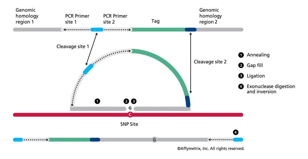 Figure 1. In the OncoScan FFPE assay by Affymetrix, the molecular inversion probe technology interrogates 40 base pairs of genomic DNA, using padlock probes that hybridize to the target of interest before polymerase chain reaction amplification, leading to high assay specificity. Results are available in 48 hours. 