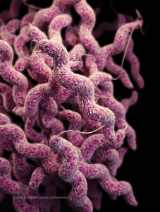 Antibiotic-resistant Campylobacter threatens the safety of human food supplies. Illustration courtesy CDC.