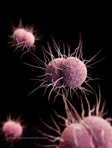 Health authorities fear that the emergence of multidrug-resistant strains of Neisseria Gonorrhoeae may make gonorrhea virtually untreatable. Illustration courtesy CDC.